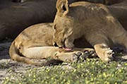 Lions Okavango